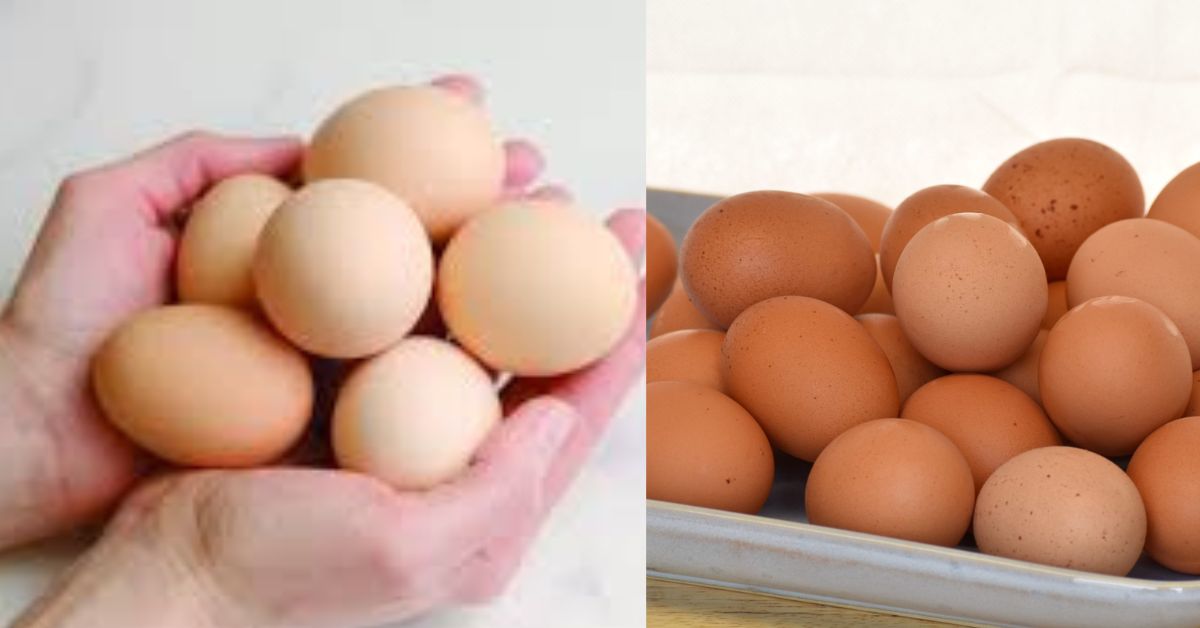 இன்று உலக முட்டைகள் தினம் World Egg Day in Tamil - சிறுவர்களுக்கான