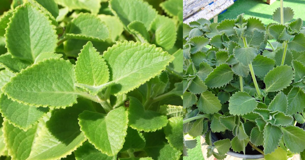 கற்பூரவல்லியின் மகத்துவம் Katpooravalli - Coleus Amboinicus 1 Katpooravalli - Coleus Amboinicus மூலிகைகளை சேகரிப்போம்