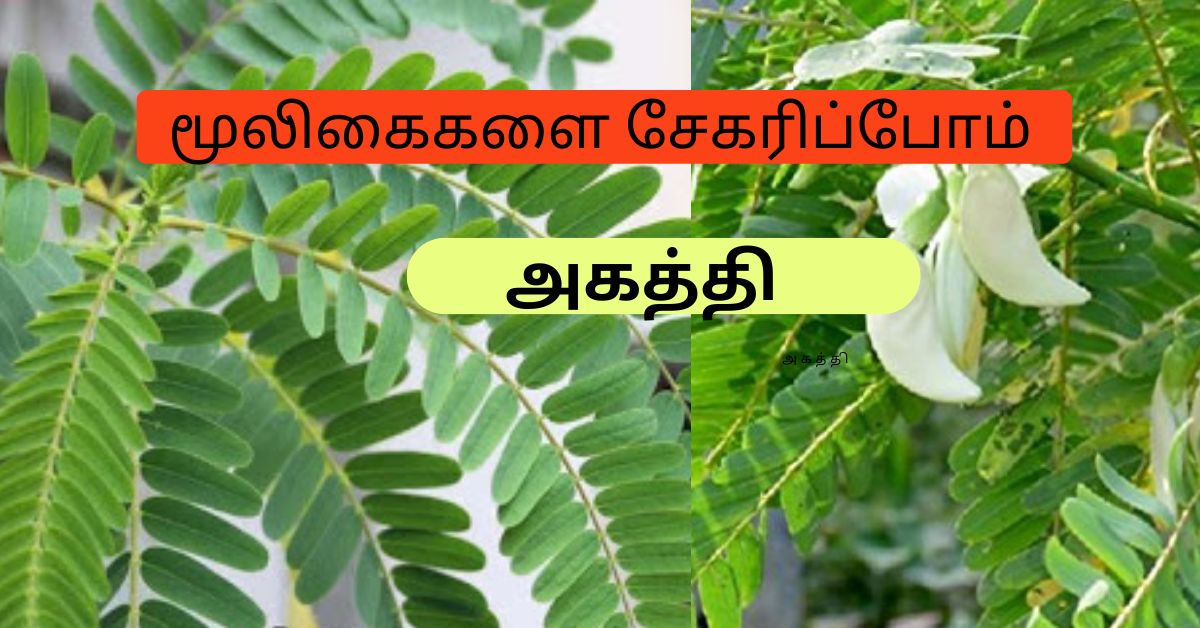 அகத்திக் கீரை பொரியல் Akaththi - Vegetable hummingbird 1 Akaththi - Vegetable hummingbird அகத்திக் கீரை பொரியல்