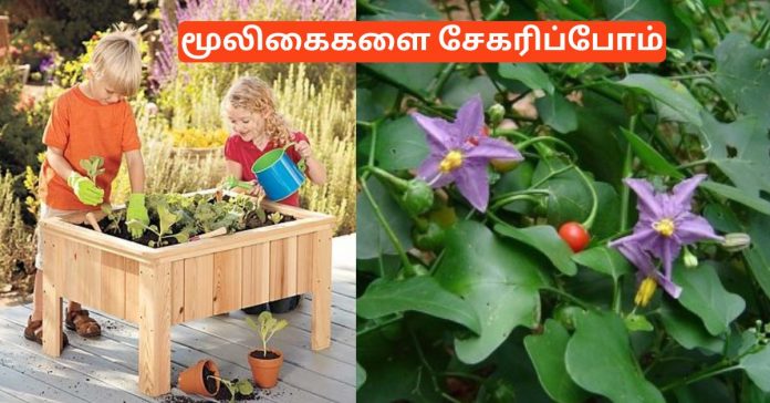 Thuthuvalai  தூதுவளை Solanum Trilobatum in Tamil - மூலிகைகளை சேகரிப்போம்