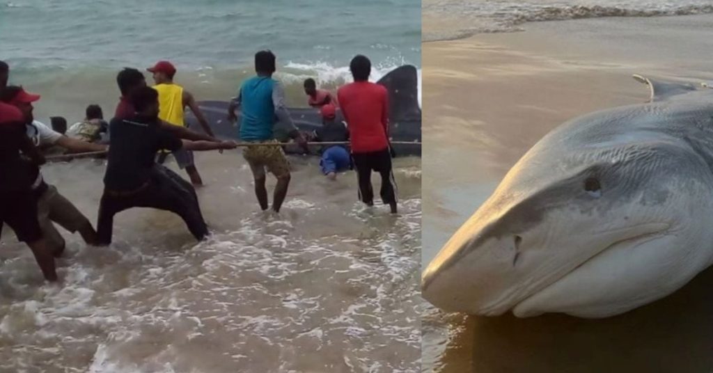 கடற்கரைக்கு வந்த இராட்சத சுறா Giant Shark - சிறுவர்களுக்கான