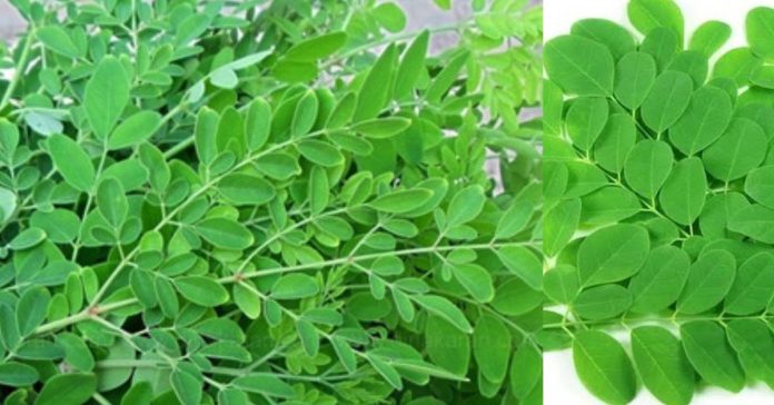 Drumstick Greens மூலிகைகளை சேகரிப்போம்