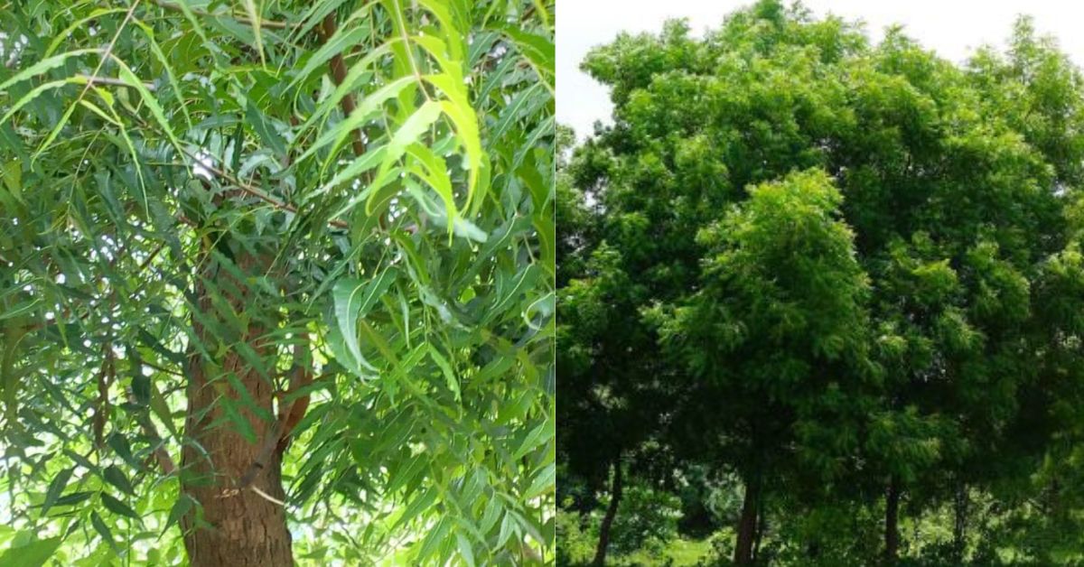 Neem Tree Herbal மூலிகைகளை சேகரிப்போம்
