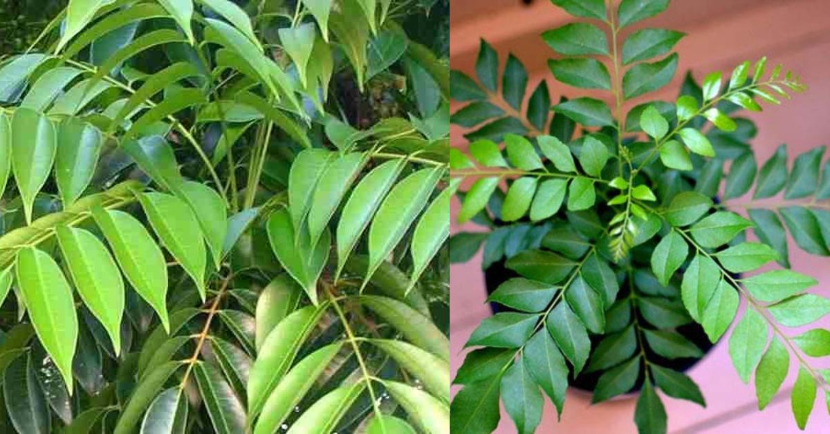 கறிவேப்பிலையின் மருத்துவ குணம் Murraya koenigii in Tamil 1 Murraya koenigii - Curry Leaves மூலிகைகளை சேகரிப்போம்
