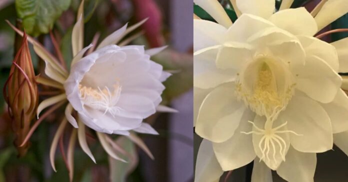 Flower of Night queen பொது அறிவு செய்திகள்